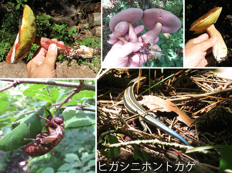 photo：ヒガシニホンヨカゲ：地附山