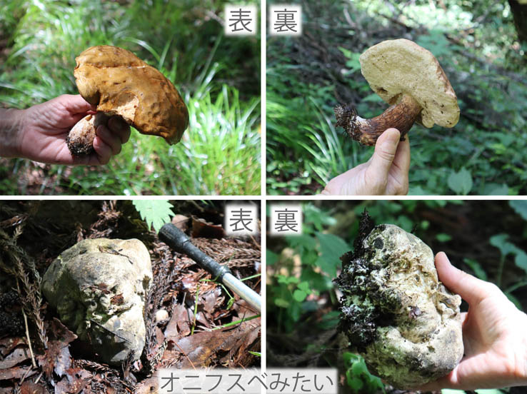 photo：オニフスベ？：大峰山・地附山