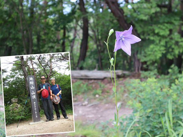 photo：地附山山頂にキキョウが咲き出した