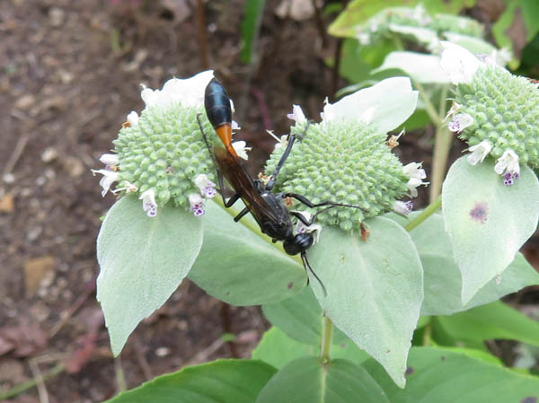 photo：ジガバチ：茶臼山植物園