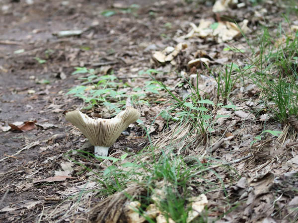 photo：コフキサルノコシカケ？：茶臼山