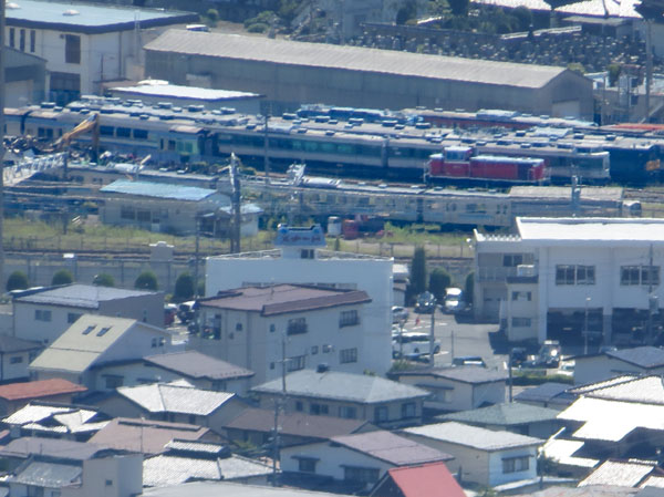 photo：杉の葉に小さなキノコ！：地附山