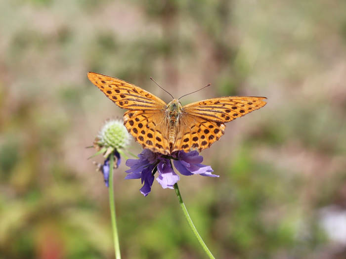 photo：ヒョウモンチョウ：地附山山頂