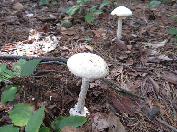 photo：タマシロオニタケ：地附山