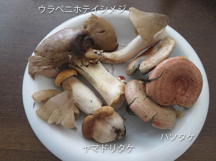 photo：ハツタケ,ウラベニホテイシメジ,ヤマドリタケ：地附山