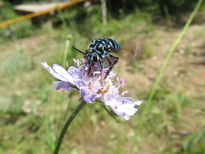 photo：ルリモンハナバチに会う：地附山