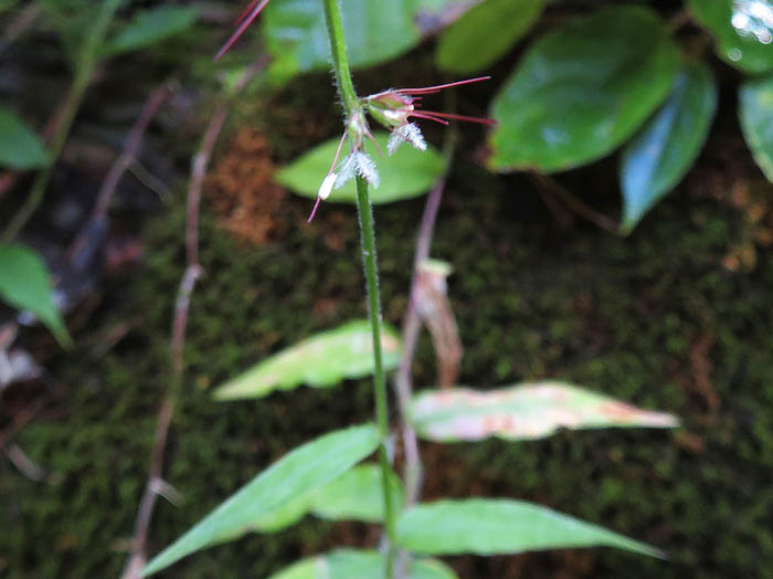 photo：チヂミザサ