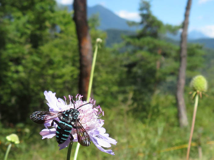 photo：ルリモンハナバチ：飯縄山が見える地附山山頂で