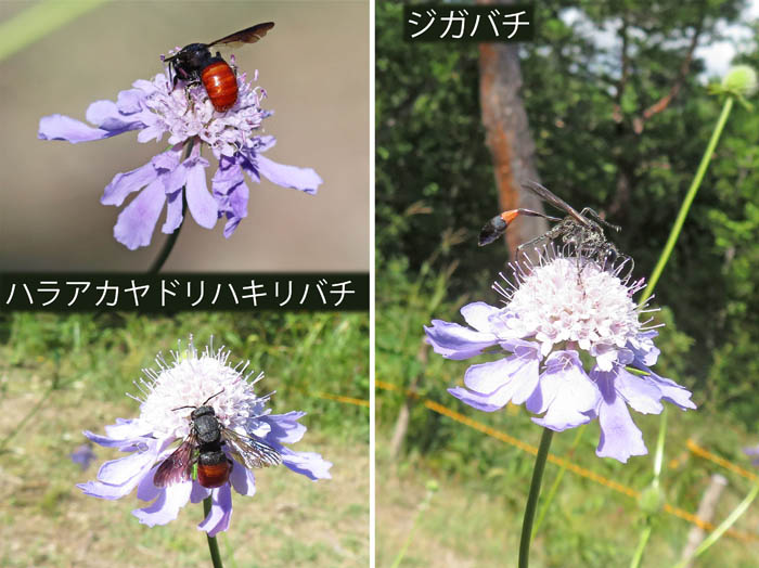photo：昆虫（ハラアカヤドリハキリバチ,ジガバチ）が集まるマツムシソウ地附山山頂で