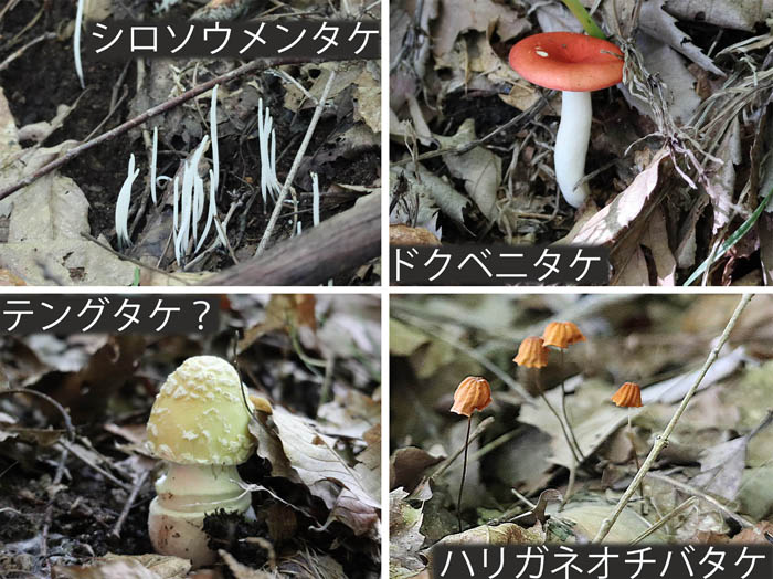 photo：キノコ：シロソウメンタケ,ドクベニタケ,テングダケ？,ハリガネオチバタケ：地附山山頂で