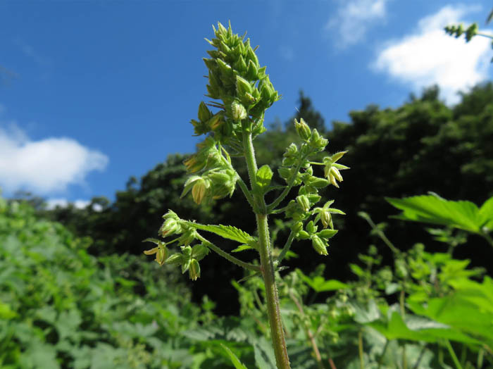 photo：カナムグラ