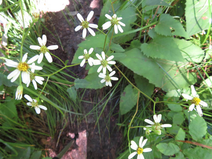 photo：シラヤマギク