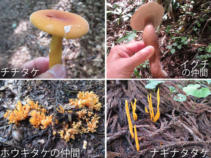 photo：キノコ,チチタケ,イグチ,ホウキタケ,ナギナタタケ：戸隠