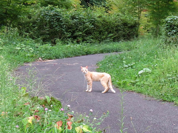 photo：猫：茶臼山植物園
