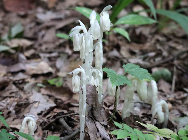 photo：アキノギンリョウソウ：茶臼山