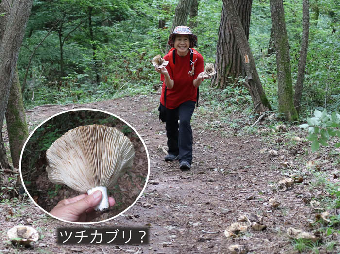 photo：道の両脇にキノコがびっしりツチカブリか：茶臼山