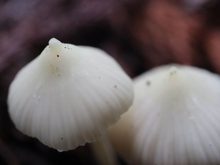 photo：シロイボカサタケ：茶臼山