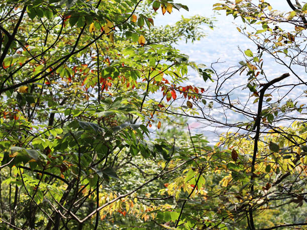色づいてきた木々の葉：地附山
