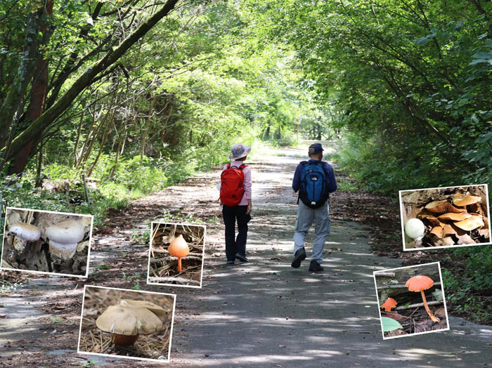 キノコの話を聞きながら歩く：桝形城跡