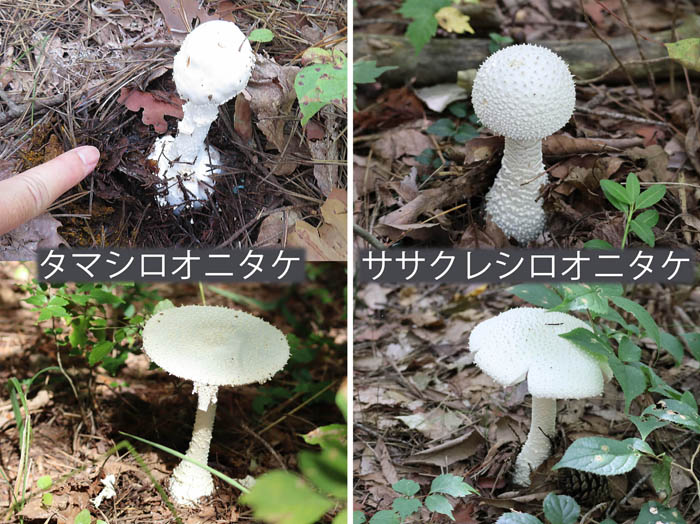 タマシロオニタケ,ササクレシロオニタケ