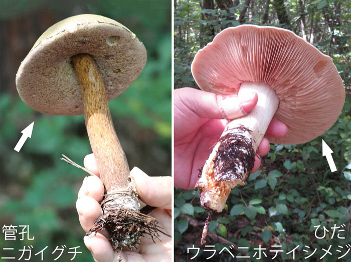 photo：ニガイグチ,ウラベニホテイシメジ：地附山