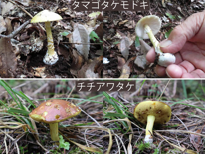 photo：タマゴタケモドキ,チチアワタケ：地附山