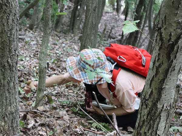 photo：ヤマドリタケを採る：地附山
