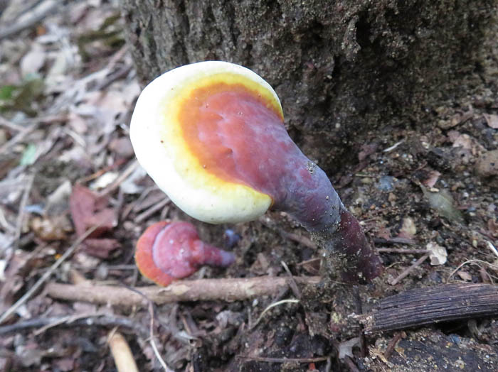 photo：マンネンタケ２本：地附山