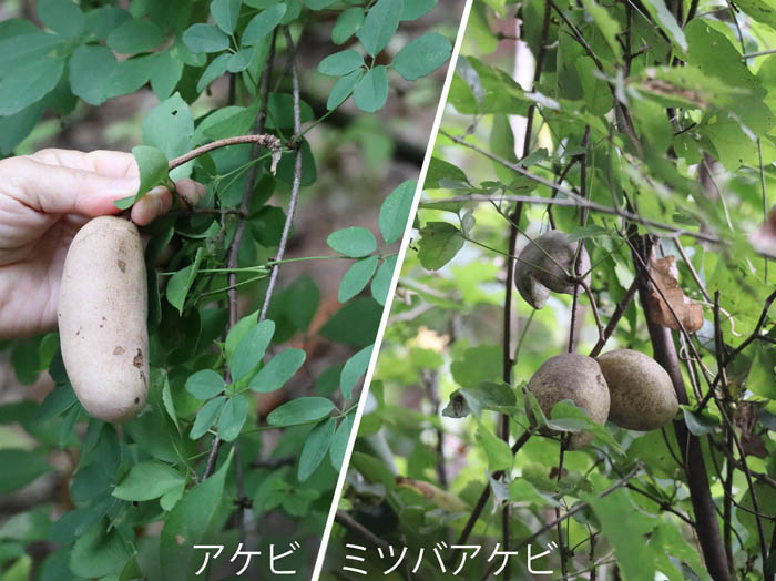 photo：アケビ,ミツバアケビ：地附山