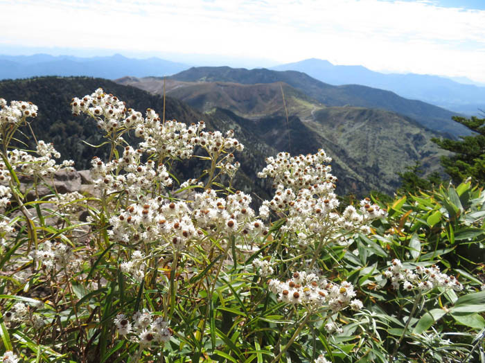 photo：ヤマハハコと白根山　横手山より