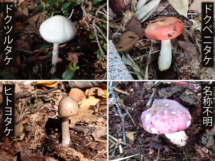 photo：ドクツルタケ,ドクベニタケ,ヒトヨタケなど：志賀高原