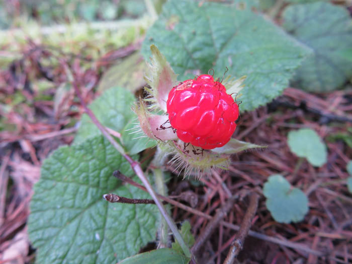 photo：コバノフユイチゴ：戸隠の森で
