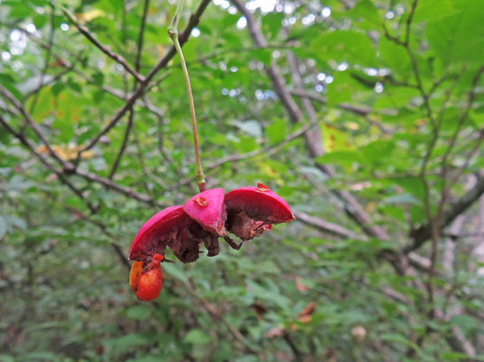 photo：ツリバナ：戸隠の森で