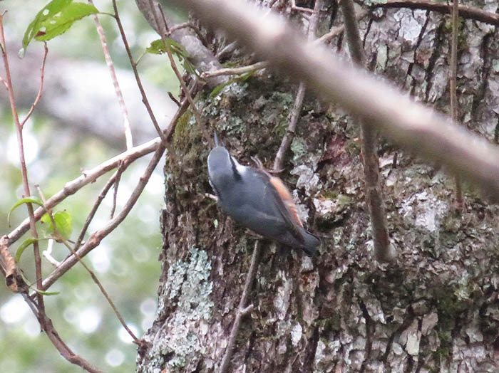 photo：ゴジュウカラ：戸隠の森で