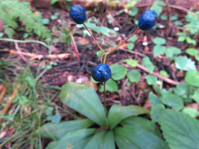photo：ツバメオモト：戸隠の森で