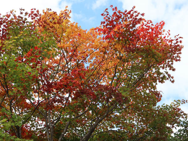 紅葉が始まった３色カエデ：葛山
