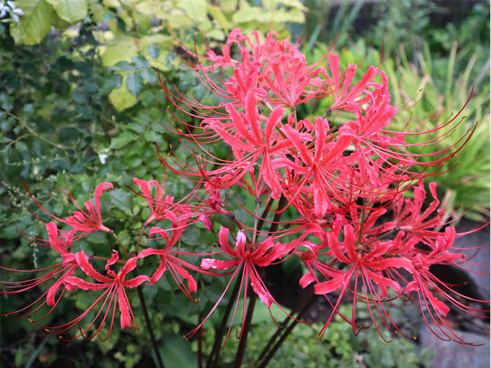photo：庭に咲いた曼珠沙華
