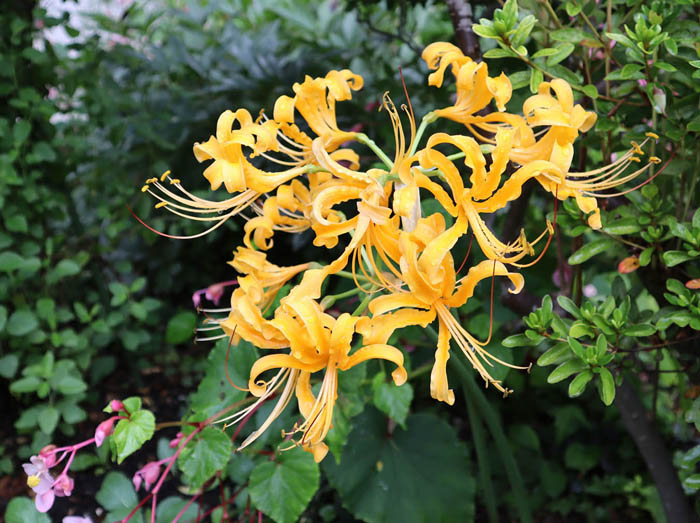 photo：庭に咲いた曼珠沙華