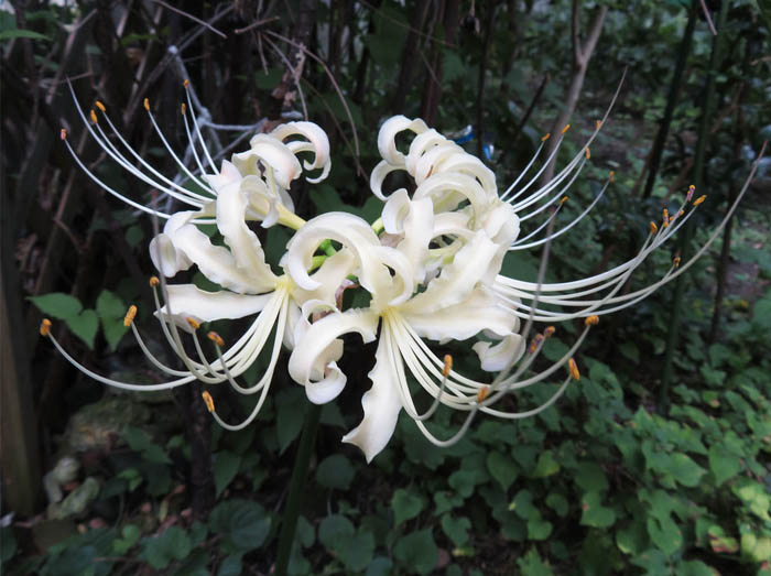 photo：庭に咲いた曼珠沙華