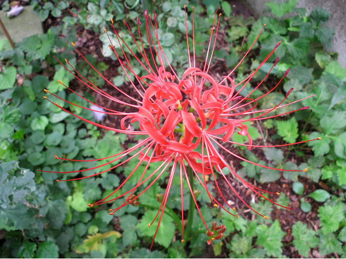 photo：庭に咲いた曼珠沙華
