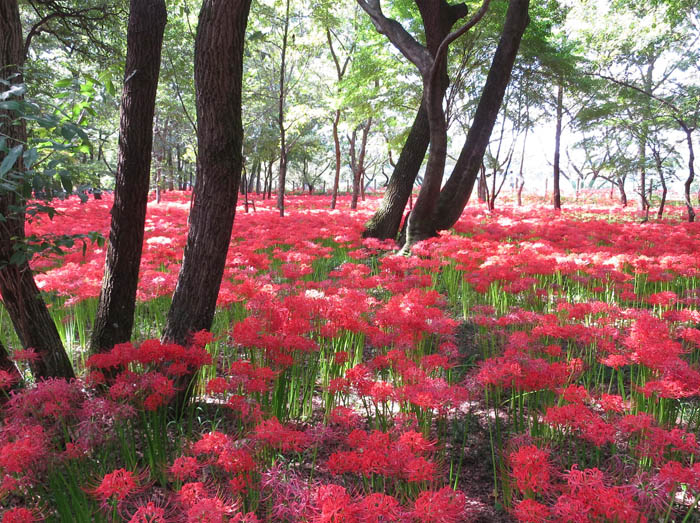 photo：どこまでも赤い：巾着田
