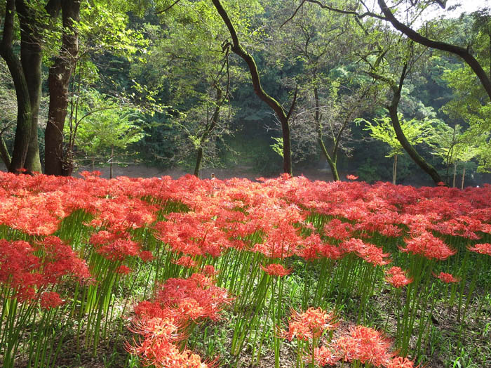 photo：巾着田