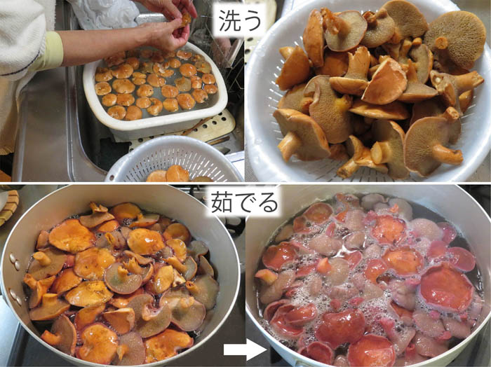 photo：地附山で収穫したアミタケ　茹でると赤紫になる