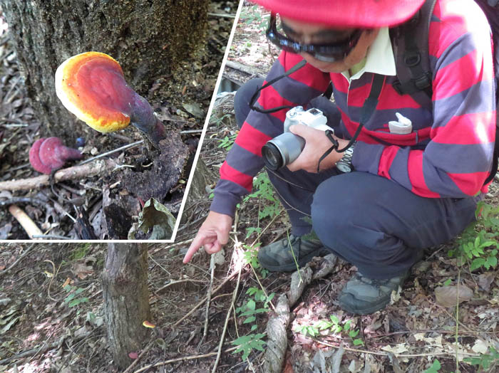 photo：大きくなったマンネンタケ10月1日：地附山