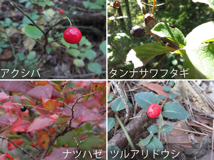 photo：アクシバ,タンナサワフタギ,ナツハゼ,ツルアリドウシ　10月1日：地附山