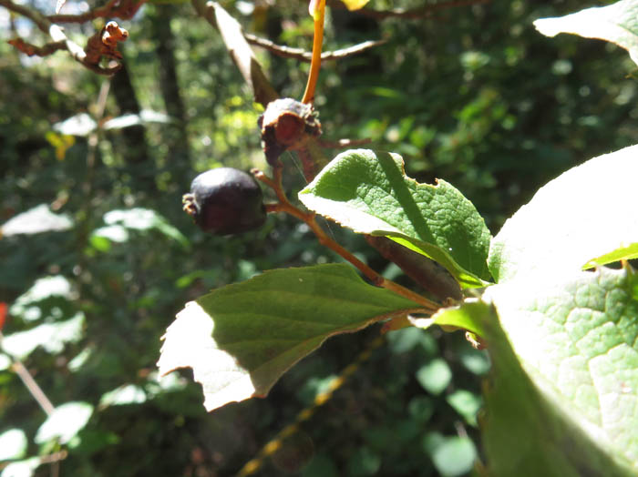 photoタンナサワフタギ：地附山