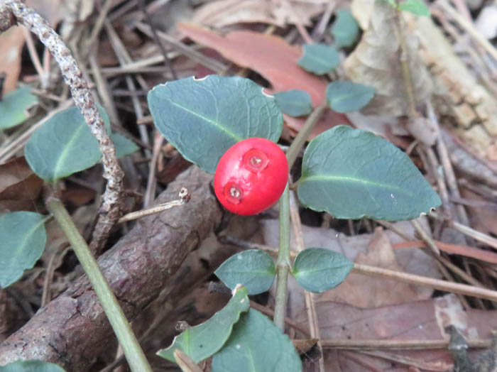 photoツルアリドウシ：地附山