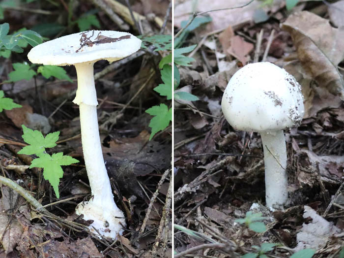 photo：ドクツルタケ?　10月1日：地附山