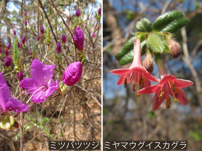 photo：ミツバツツジ,ミヤマウグイスカグラ：臥竜山