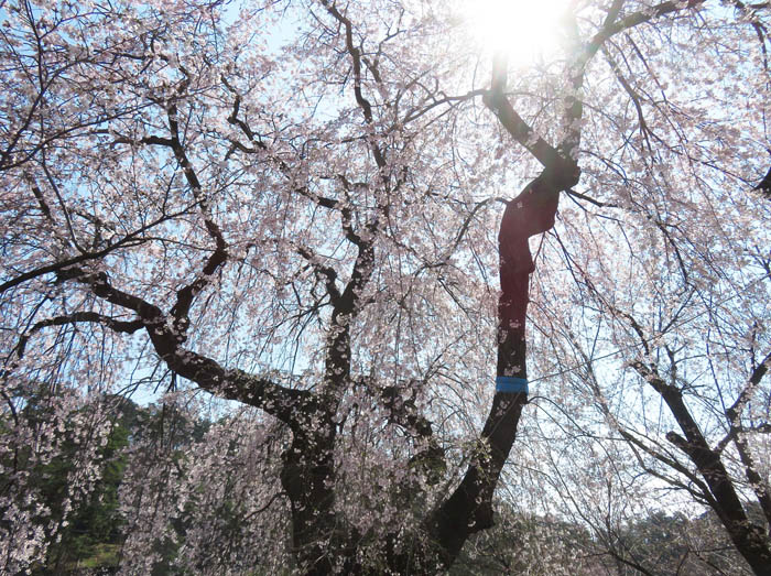 photo：ソメイヨシノ：臥竜公園
